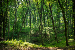 erdomelyen_5705