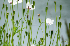 feherpipacs_5016