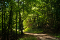 fenyfele_7107