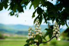 gesztenye_5049