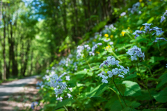 holdviola_5471