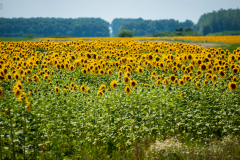 napraforgo_6522