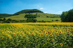 napraforgo_6934