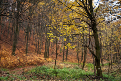 osz1_8585