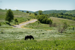 tajloval_5824