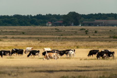 tehenek_6590