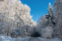teliut_3637