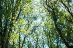 tiszatonal_5741