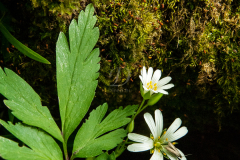 virag_5142