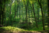 erdomelyen_5705