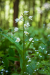 feher_madarsisak_5528