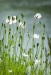feherpipacs_5016