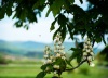 gesztenye_5049