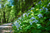 holdviola_5471