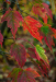 levelek_7738