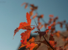 levelek_7785