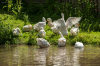 libacsapat_6341