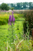 lila_6576
