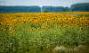 napraforgo_6522