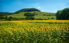 napraforgo_6934