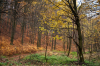 osz1_8585