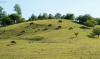 tehenek_6381