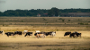 tehenek_6590