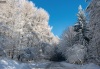 teliut_3637