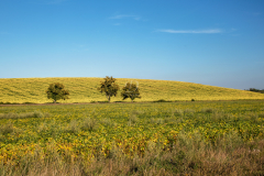 augusztus_k_2852