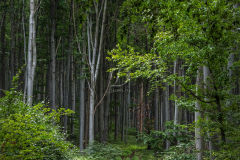 erdo_0588