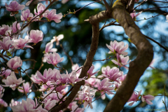 magnolia_1039