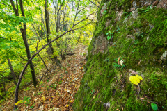 moha_5498_2