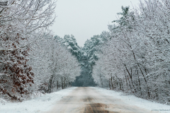 teliut_6380