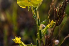 virag_3077