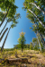 faktemploma_4155