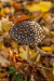 gomba_6033