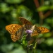 lepkek_1x1_1180