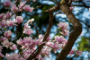 magnolia_1039