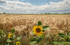 napraforgo_0890