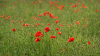 pipacs_2417