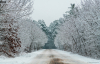 teliut_6380