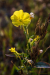 virag_3077