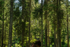 domb2_k_9814
