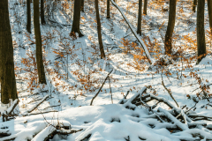 farakas_k_6679