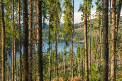 fenyok_0109