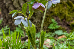 hunyor_7326