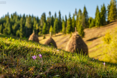 kikerics_k_0727