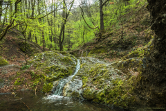 patak_k_7483