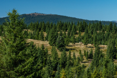 tehenek_k_8847