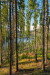 fenyok_0109
